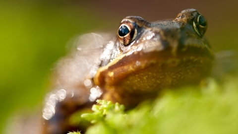 Common Frog