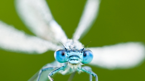 Damselfly