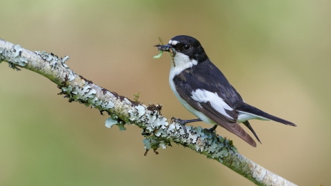 Pied Flycatcher