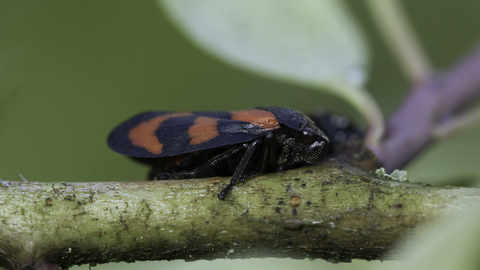 Red-and-black froghopper | Cornwall Wildlife Trust