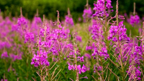 Rosebay willowherb