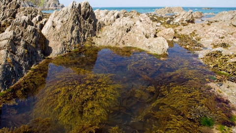 Rockpooling