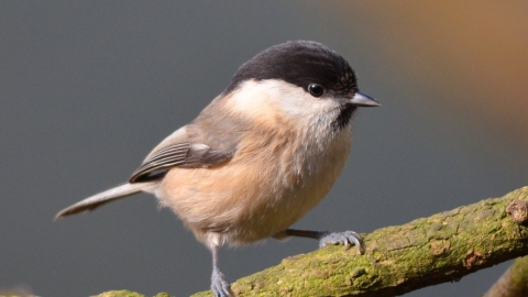 Willow Tit