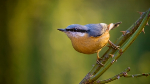 Nuthatch