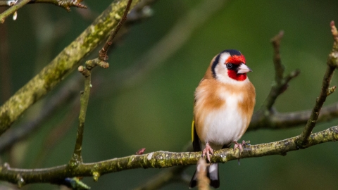 Goldfinch