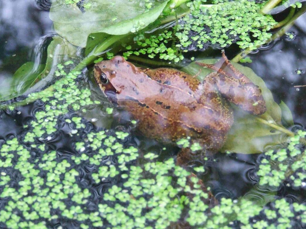 Give wildlife access to water | Cornwall Wildlife Trust