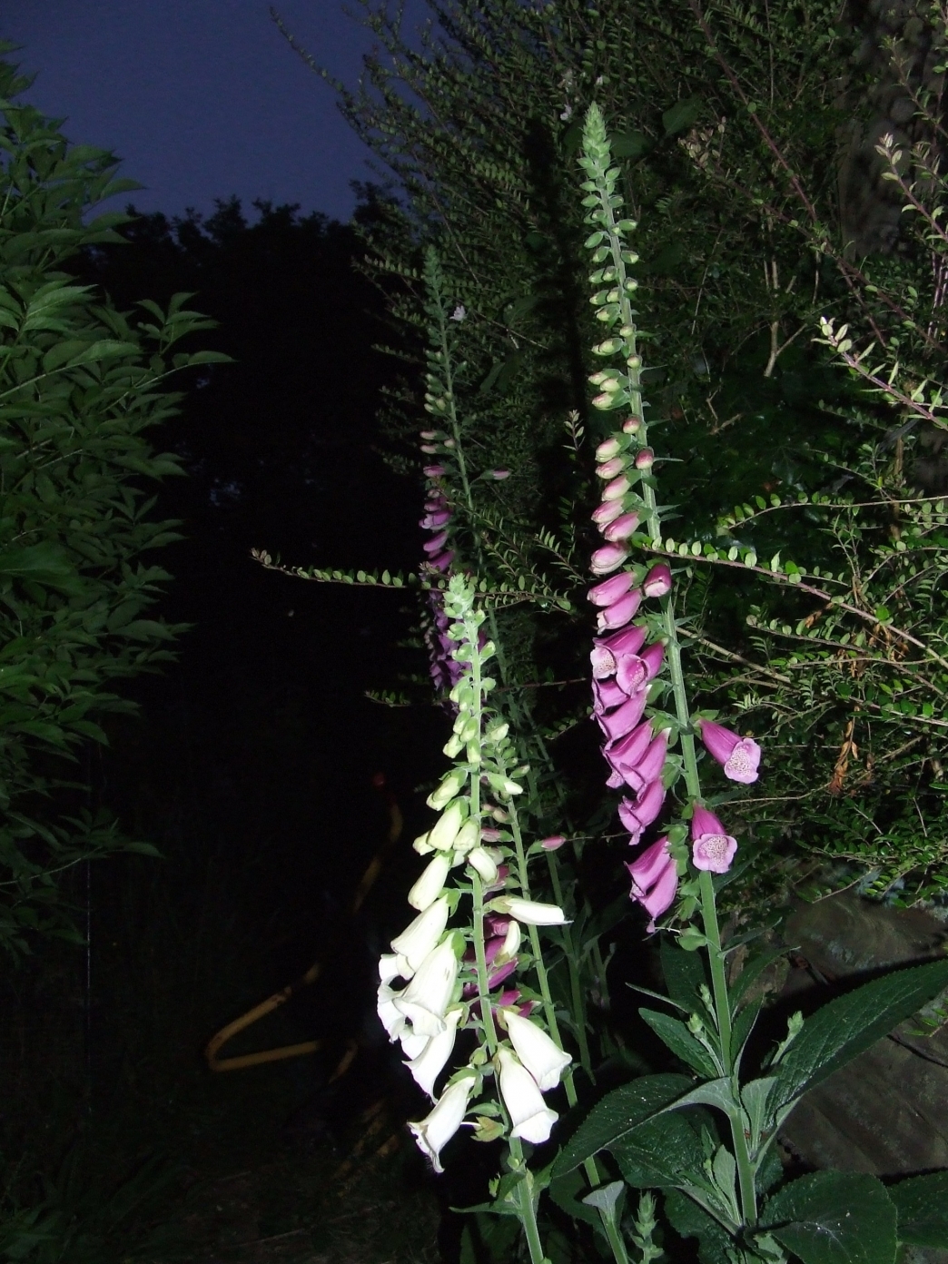 Why Are Moths Attracted To Flowers