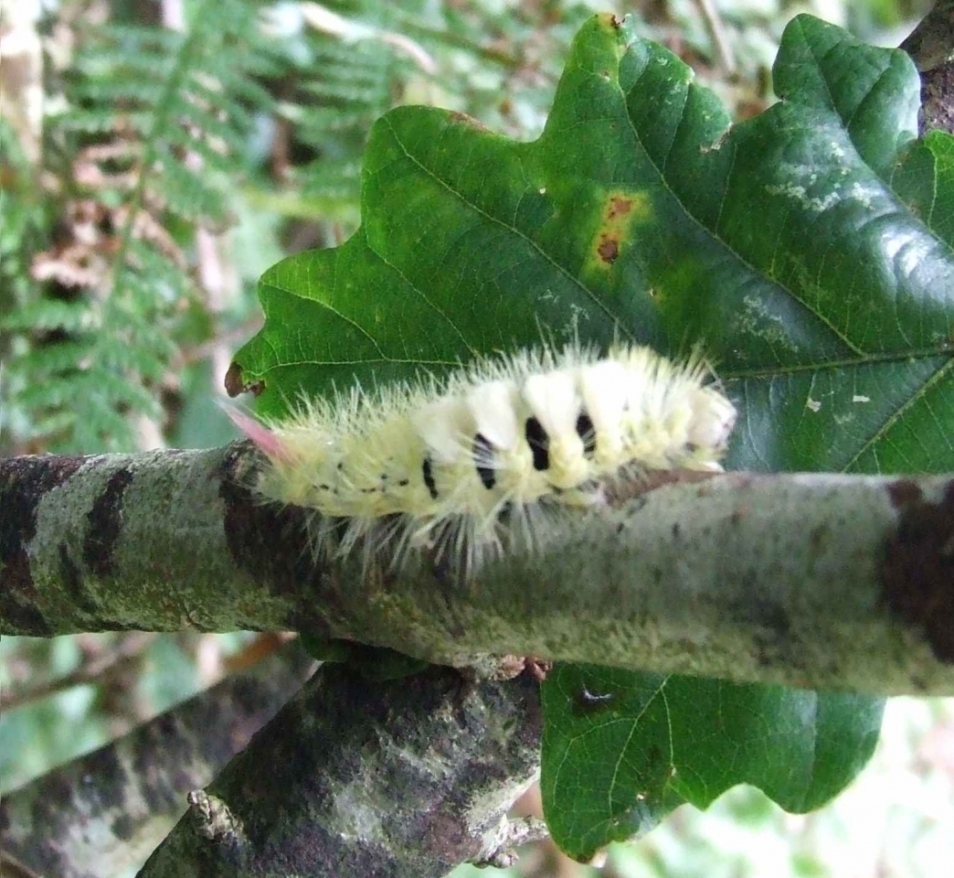 Get Wallpaper Moths And Gardens Need Each Other Cornwall Wildlife Trust For Free
