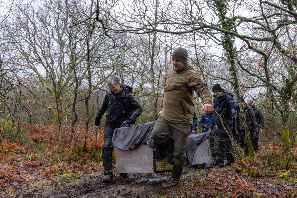 A new chapter for Cornwall’s wild rivers: beavers return | Cornwall ...