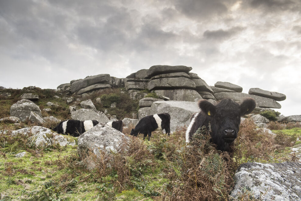 Tor to Shore | Cornwall Wildlife Trust