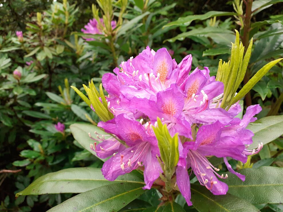 Cornwall Rhododendron Online Open Gardens series - Restineas | Cornwall Wildlife Trust