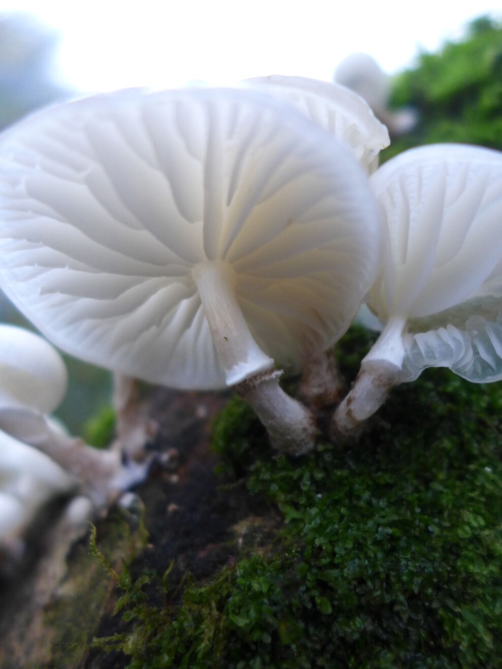Fungi in the garden – some revelations | Cornwall Wildlife Trust