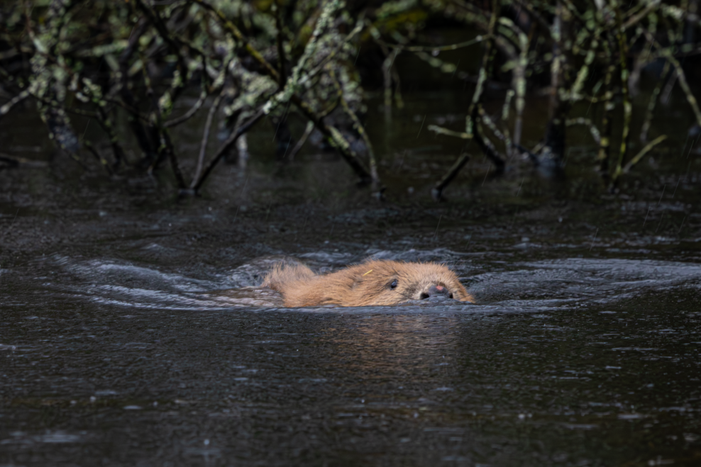 A new chapter for Cornwall’s wild rivers: beavers return | Cornwall ...