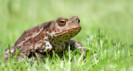 Common toad