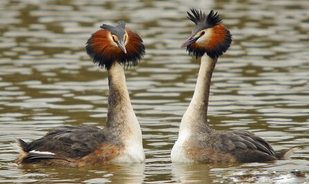 Great Crested Grebe