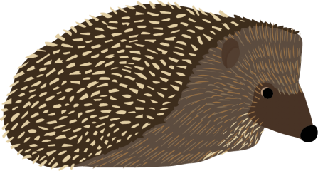 Hedgehog illustration