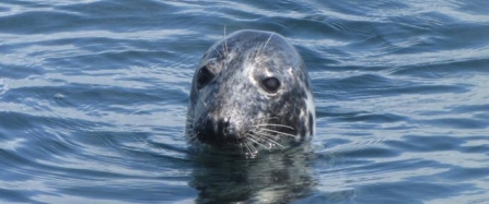 Grey seal known as Lucile