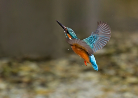 Kingfisher Building with Nature by Malcolm Brown