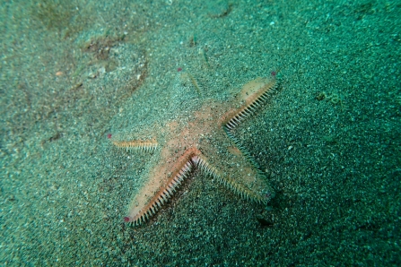 Sand sifting starfish Matt Slater.JPG 