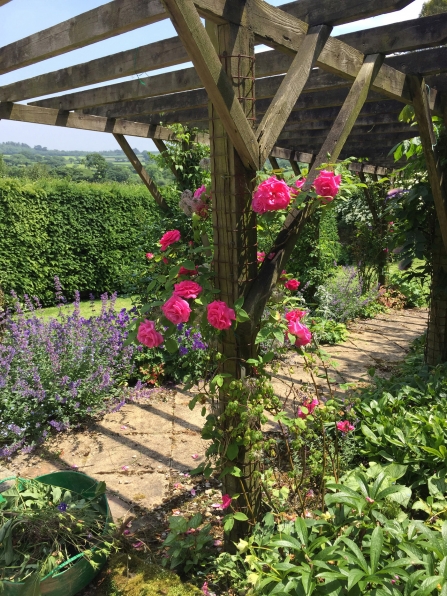 Colourful path at Boswiddle Open garden