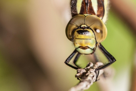 Dragonfly close up by Ian French Wild About Ponds 