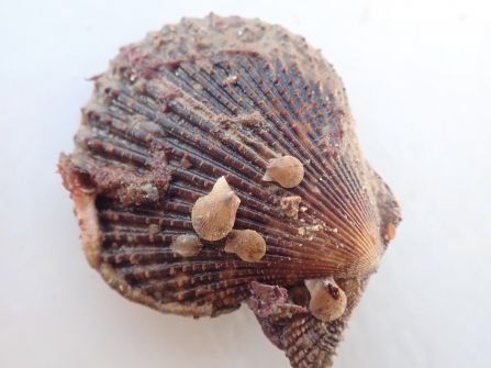 Fal queen scallop with juveniles Cornwall IFCA