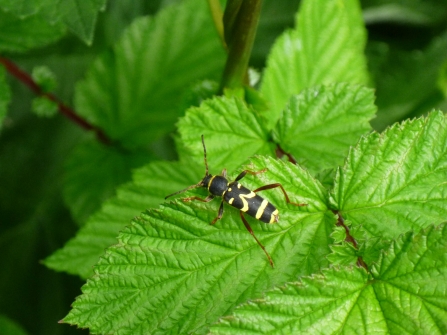 Wasp beetle (Clytus arietis) - Sue Hocking