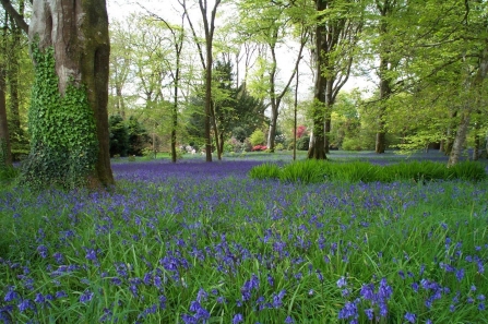 Bluebells at Burncoose