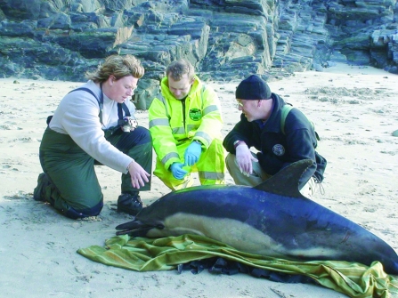 Stranded Dolphin