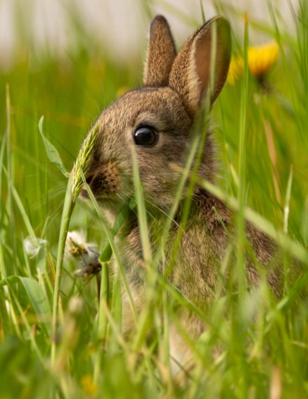 4_ Rabbit by Jack Hicks
