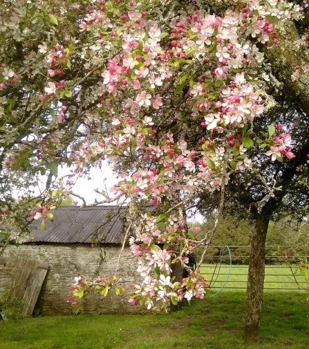 Apple blossom at Coldrenick, by Rowena Millar 
