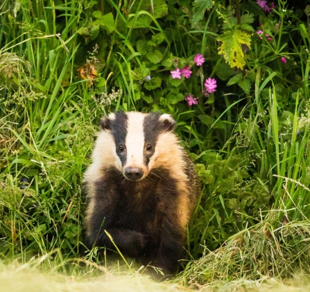 Badger