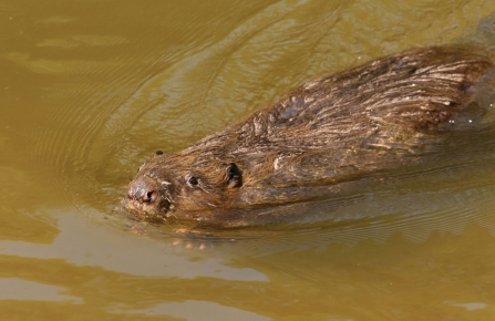 Beaver swimming