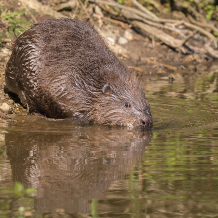 Beavers in Cornwall