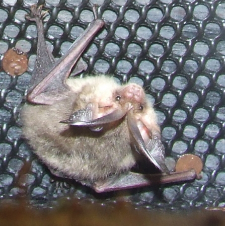 Brown long-eared bat