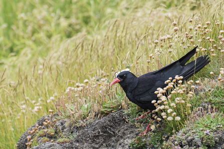Chough on the cliffs at Penhale Ben Watkins