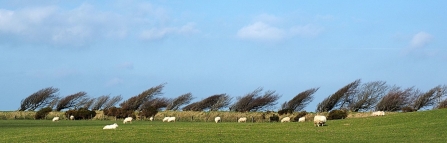 Davidstow - Bob Wyatt (1)