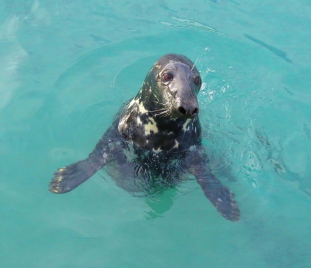 Grey Seal