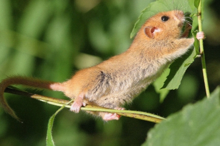 Hazel Dormouse