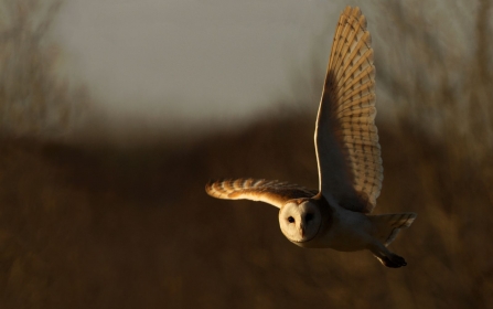 Hunting Barn Owl at Gribben Head by Ian McCarthy(1)