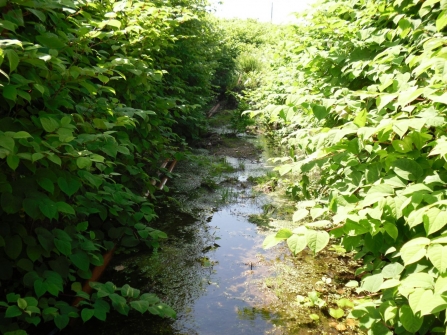 Japanese Knotweed