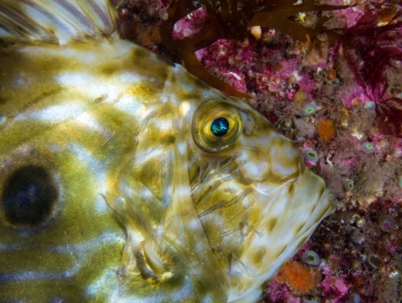 John Dory by John Yarrow