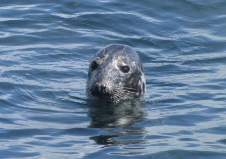 Grey Seal