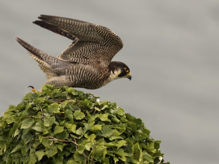 Peregrine in pursuit, by Ian McCarthy