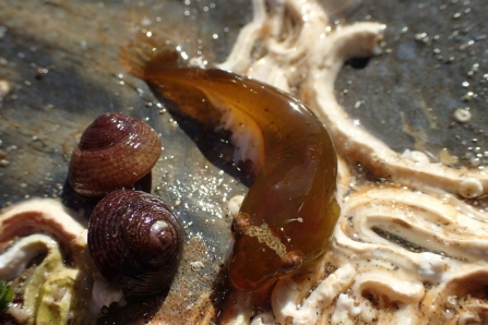 Small clingfish Cornwall Wildlife Trust