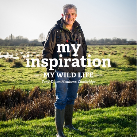 Tony Juniper - My Wild Life