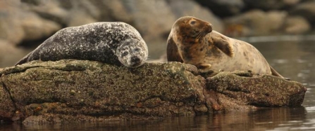 a common and grey seal by Ian Mccarthy 0