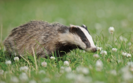 Badger 