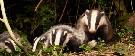 badgers_by_david_lidstone