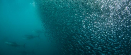 bait_ball_and_tuna